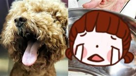 四川,牙齒,狗,毛小孩,潔牙,洗牙,拔牙,鬆脫,獸醫,醫院,大陸　圖／翻攝自微博