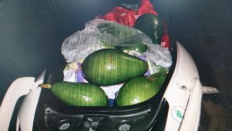 一家4口都賊！偷摘2800公斤酪梨