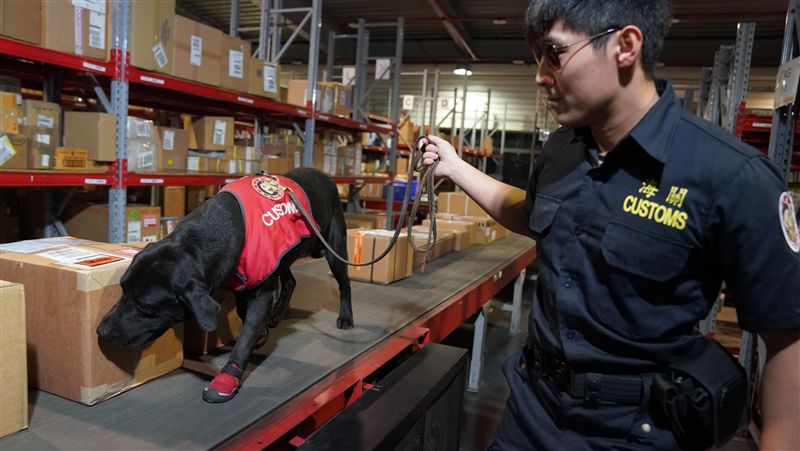 卸下重擔！「退役緝毒犬」徵認養家庭