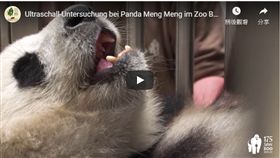 柏林動物園,貓熊,懷孕,貓熊外交,夢夢