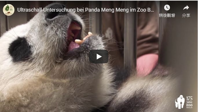 柏林動物園貓熊懷孕　預計兩週內臨產