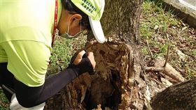 高雄市,登革熱,衛武營園區,病媒蚊,孳生,開罰(圖/高雄市衛生局提供)中央社