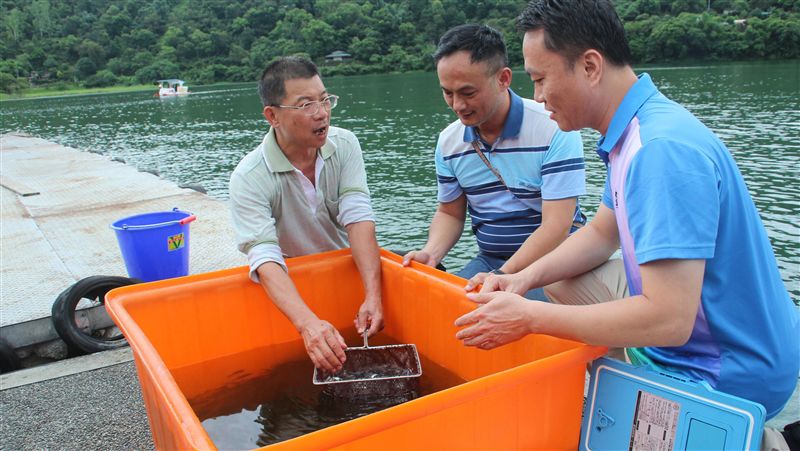 改善鯉魚潭水質　流放千尾白鰱吃藻類