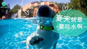 ▲（圖／PetTalk：說寵物）