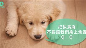 ▲（圖／PetTalk：說寵物）