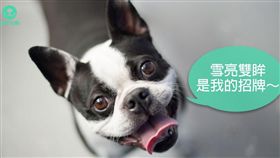 ▲（圖／PetTalk：說寵物）