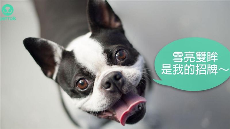 眼睛紅紅？是警訊！　恐是狗狗乾眼症