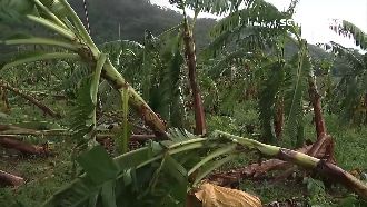 釋迦香蕉毀半！白鹿重創台東災損最多