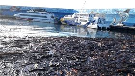 台東山區,富岡港,豪雨,漂流木,難捉摸(圖/民眾提供)中央社