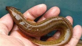 大陸,泥鰍,腸穿孔,偏方,化膿。(圖/翻攝自楚天交通廣播)