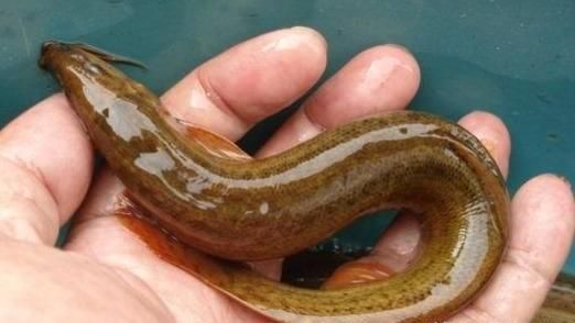 信偏方吞活泥鰍可通便　他腸穿孔化膿