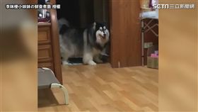 ▲走到門口了還是遲遲要主人陪。（圖／李咪梗小妹妹の鮮食煮藝  授權）