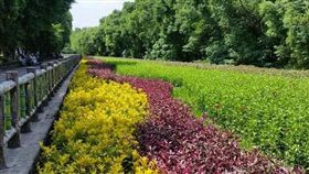 區域利多 板橋環河公園旁市有土地綠美化 擴大綠地空間(圖/新北市政府)