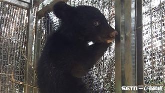 台灣黑熊崽照養滿月　體重多了一倍！