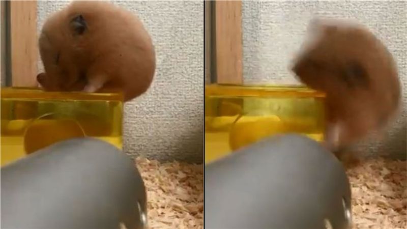 倉鼠變「溜溜球」　睡到併軌模樣超萌