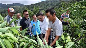 台東縣,釋迦,受損,農委會,公告,現金求助(圖/劉櫂豪服務處提供)中央社