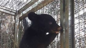 台東縣,廣原小熊,完整健檢,性別,未知(圖/台東林管處提供)中央社