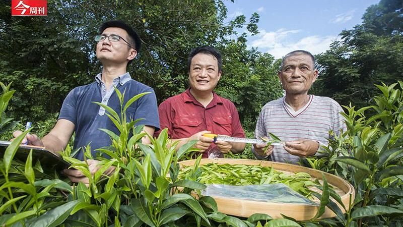 來自冰河時期特有種！台茶24號誕生