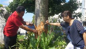 金門縣,金城鎮,樹,環狀剝皮,人為破壞(圖/中央社)