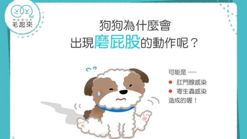 狗狗磨屁股只是屁股癢？！可能感染了