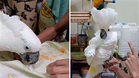 雨傘巴丹,Doremi,鸚鵡