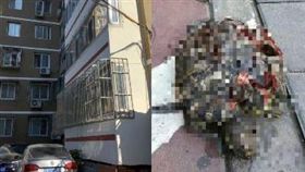 北京,烏龜,墜地。(圖/翻攝自微博)