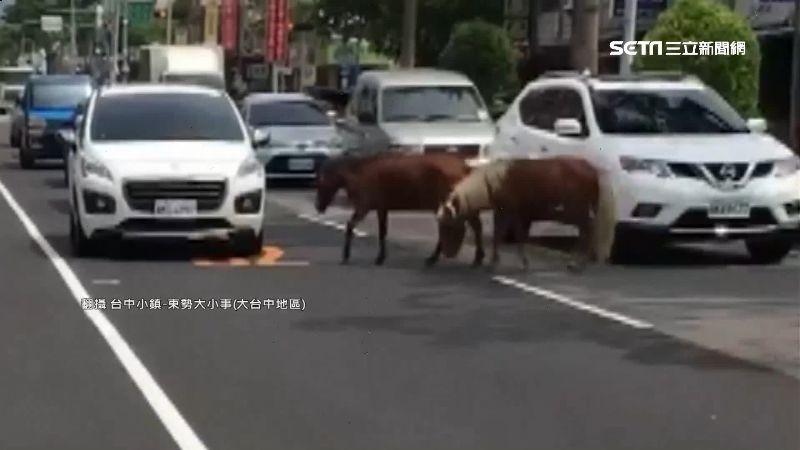 馬路上真有「馬」！2匹馬車潮中散步