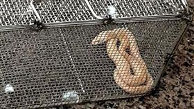 27日，華航班機散貨艙上驚見黃金蟒幼蛇。（圖／翻攝畫面）