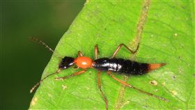 隱翅蟲素,病變,毒液,睡覺,隱翅蟲
https://www.flickr.com/photos/gbohne/5067279538/in/photolist-fTxURr-a85m7D-8HM8EA