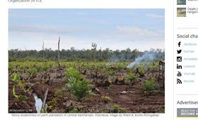 印尼,棕櫚油,熱帶雨林。(圖/翻攝自mongabay)
