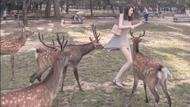 正妹遭奈良鹿咬裙角！美腿照網友嗨翻