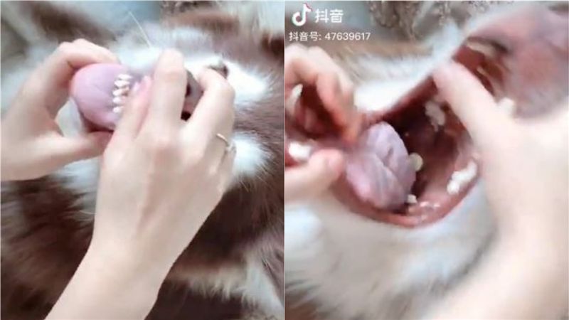 哈士奇遭虎媽式餵藥！萬名網友驚呆