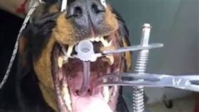 寵物不能吃骨頭？狗狗喉嚨遭刺穿，麻醉取出2公分碎雞骨。（圖／翻攝自Clinica Veterinaria Las Brisas臉書）