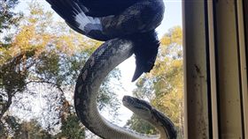 澳洲,蟒蛇,地毯蟒,喜鵲,屋頂(圖/翻攝自reddit)