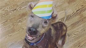 微笑狗狗（圖／翻攝Cheers For Chupey臉書）