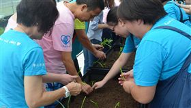 澎湖,身障,自力更生,溫網室,舒壓