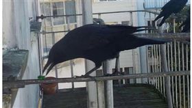 舊金山,烏鴉,Melinda Green,錫箔紙,餵食