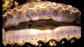 澳洲,摩寧頓半島,Mornington Peninsula,扇貝,假牙,Jules Casey（圖／翻攝自維基百科）