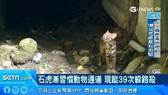 漸習慣走涵洞！石虎躲路殺萌樣曝光