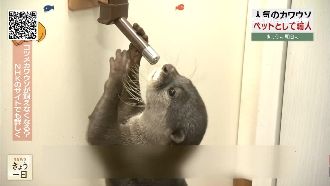 水獺咖啡廳夯！專家憂：恐致物種滅絕