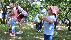 癌農無力採收柚子求援　熱心網友助摘認購（2）罹癌柚農陳朝根因日前剛動完手術，無力採收自己栽植的文旦柚，經親友公布訊息，31日開放民眾消費採果認購，吸引大批熱心民眾攜家帶眷前往體驗採果樂。中央社記者沈如峰宜蘭縣攝　108年8月31日