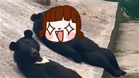 台灣黑熊,工讀生,打招呼,揮手,斜坡,粉絲,抖音,休息,聊天　圖／翻攝自YouTube