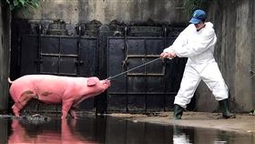 嘉義赤蘭溪發現2死豬　初步排除非洲豬瘟（1）嘉義縣赤蘭溪與中庄大排交匯處消波塊8月31日發現3隻豬，1隻尚有氣息因曬傷全身粉紅色，另2隻已死亡，初步排除非洲豬瘟疑慮。（嘉義縣家畜所提供）中央社記者黃國芳傳真　108年9月1日