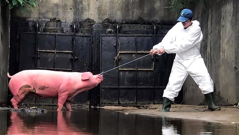 嘉義赤蘭溪2死豬　初步排除非洲豬瘟
