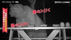 真實版維尼現身！貪吃熊超愛蜂蜜　蜂農乾脆聘當試吃員