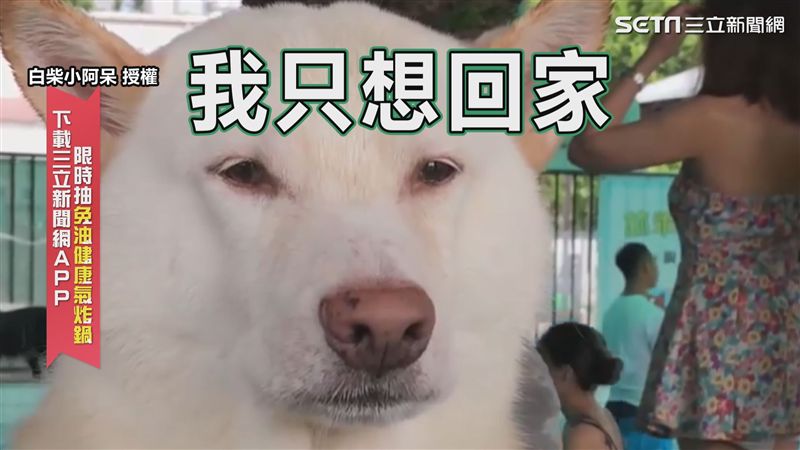 學游泳學到眼神死　怕水白柴生無可戀