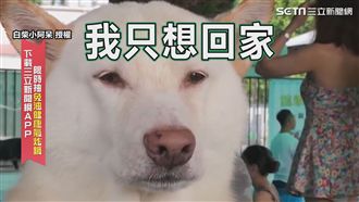 學游泳學到眼神死　怕水白柴生無可戀