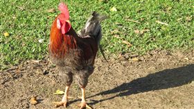 公雞
https://www.flickr.com/photos/mtkopone/4279256894/in/photolist-7w9iZh-7pan9j-58Y6pg-uYaBU-EpgL3J-5o45Me-4aSgFb-4wcury-7itVzh-mNkCbD-ok6M3c-afKgsq-4aNfwZ-hZUqK-4aShoq-4RQRG6-69xWsK-8tM2Pa-6ks3c5-f3i