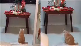 貓,拜拜,供桌,中元節（圖／翻攝自貓咪也瘋狂俱樂部）