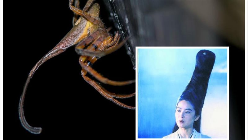 獨／別取笑牠！詭異蜘蛛撞臉神龍教主